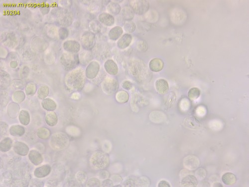 Radulomyces confluens - Sporen - 