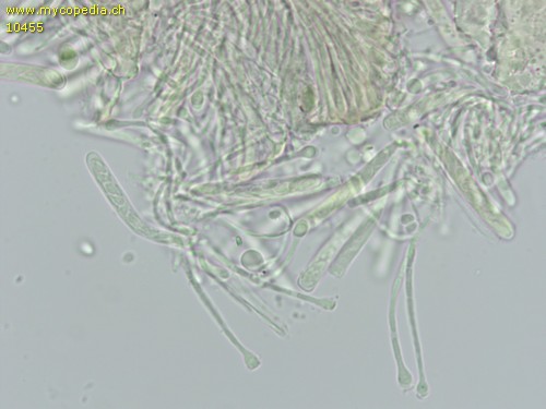 Orbilia eucalypti - 