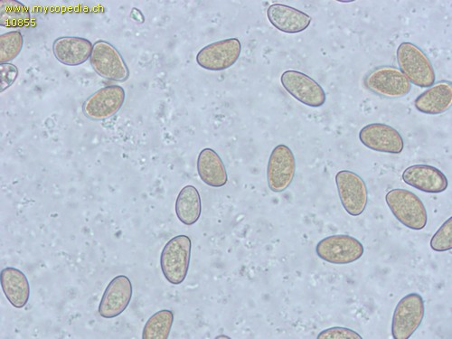 Inosperma cervicolor - Sporen - 