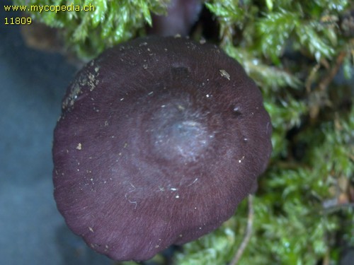 Mycena purpureofusca - 