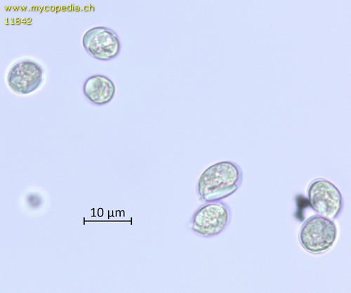 Mycena purpureofusca - Spore/n - Melzers  - 