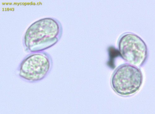 Mycena purpureofusca - Spore/n - Melzers  - 