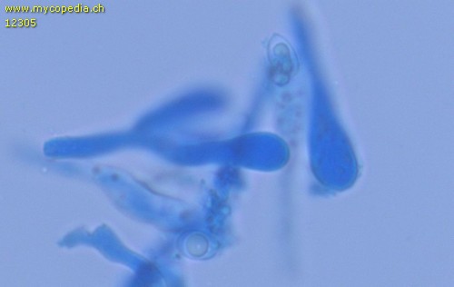 Radulomyces confluens - Sporen - Baumwollblau  - 