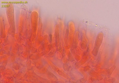 Clitocybe obsoleta - Marginalzellen - 
