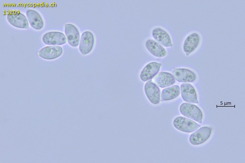 Clitocybe obsoleta - 