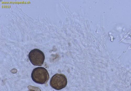 Clitocybe obsoleta - HDS - 