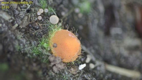 Cheilymenia fimicola - 