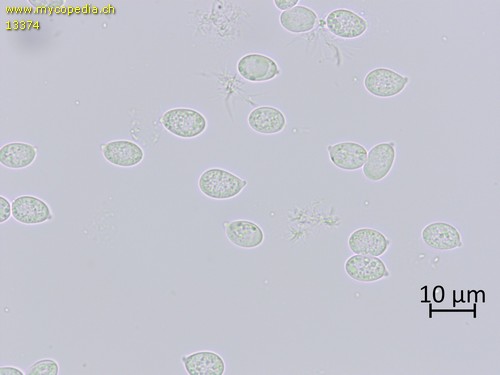 Mycena pseudoinclinata - Sporen - Wasser  - 
