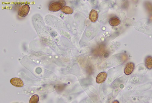Cortinarius sublatisporus - Cheilozystiden - KOH  - 