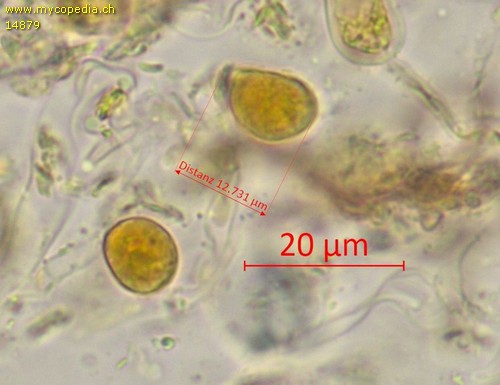 Corticium roseum - Sporen - Melzers  - 