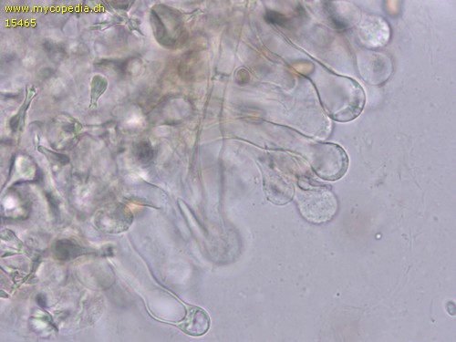 Simocybe coniophora - Cheilozystiden - Wasser  - 