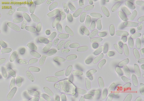 Pleurotus ostreatus - Sporen - Wasser  - 
