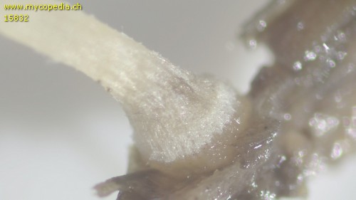 Conocybe siennophylla - Stielbasis - 