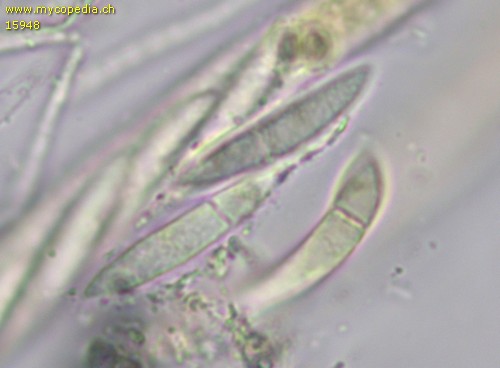 Hymenoscyphus scutula - 