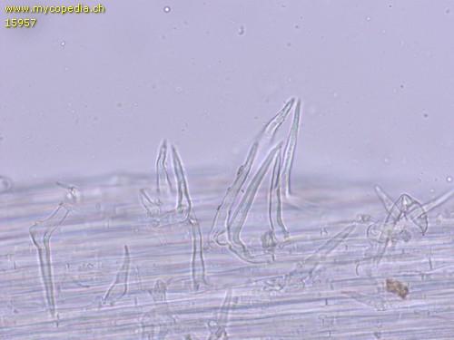 Hemimycena pseudocrispula - Kaulozystiden - Wasser  - 