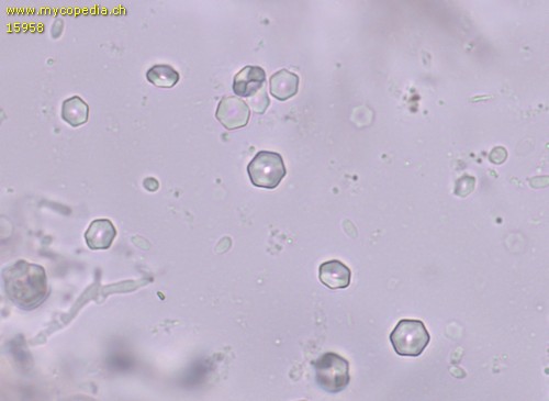 Hemimycena pseudocrispula - Ammoniakreaktion - 