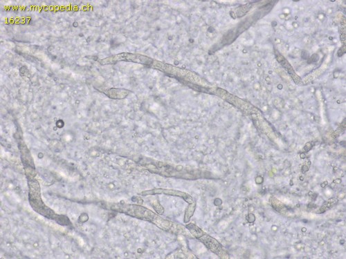 Gloeocystidiellum porosum - 