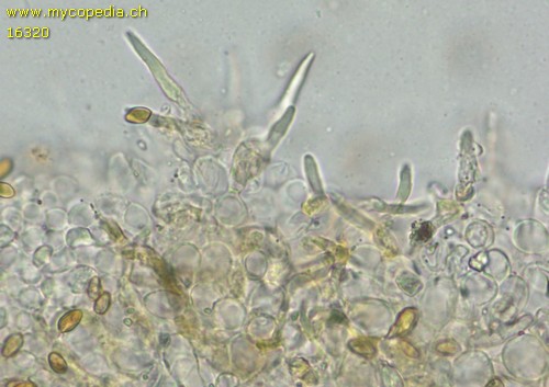 Agrocybe pusiola - Cheilozystiden - 