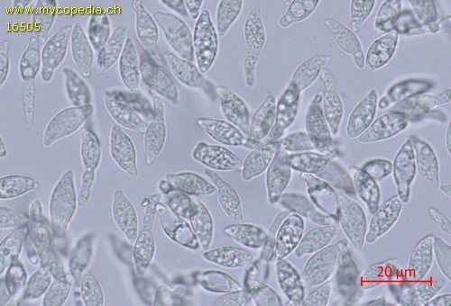 Macrotyphula contorta - Sporen - Wasser  - 