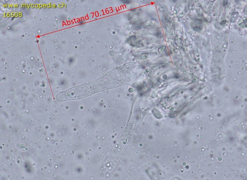 Hydropus scabripes - Cheilozystiden - Wasser  - 