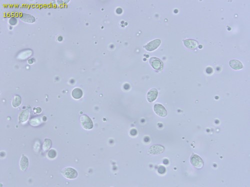 Hydropus scabripes - Sporen - Wasser  - 