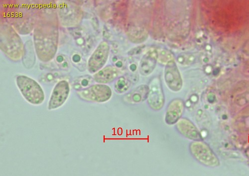 Mycena cinerella - Sporen - Kongorot  - 