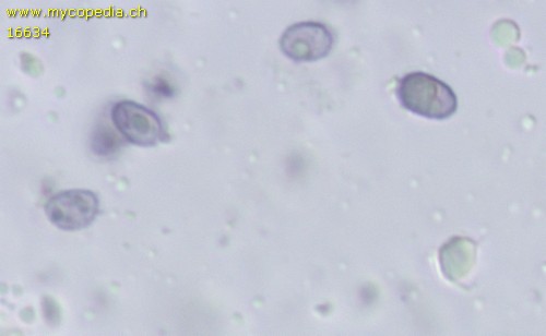 Gloeocystidiellum porosum - 