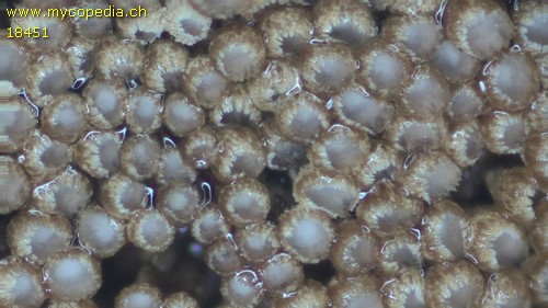 Merismodes connivens - 