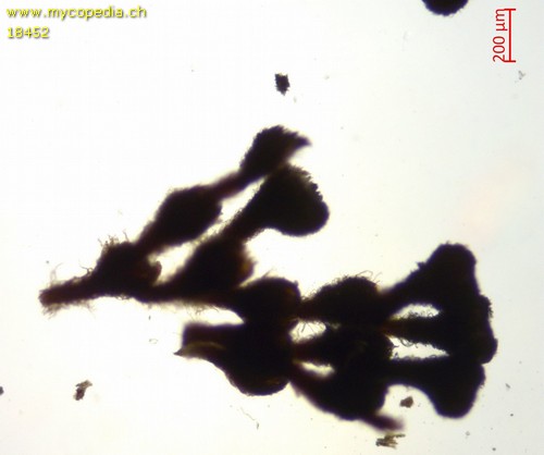 Merismodes connivens - 