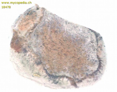 Martellia mistiformis - 