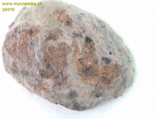 Martellia mistiformis - 