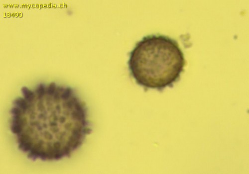 Martellia mistiformis - 