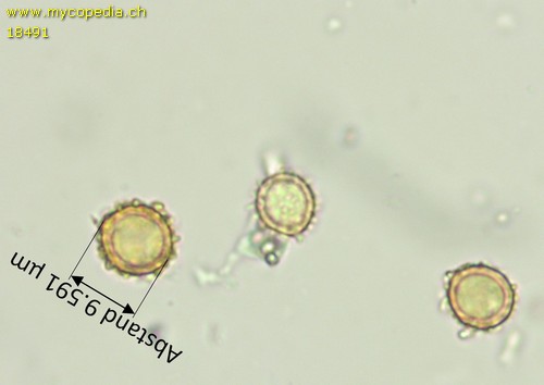Martellia mistiformis - 