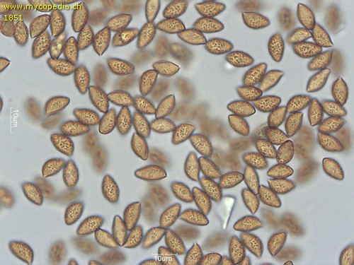 Phlegmacium variecolor - Sporen - 