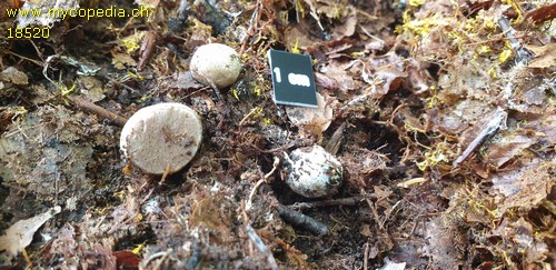 Hysterangium pompholyx - 