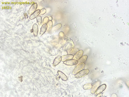 Hysterangium pompholyx - 