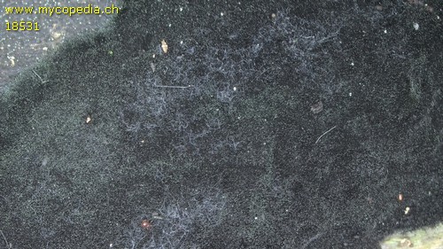 Chaetosphaerella phaeostroma - 
