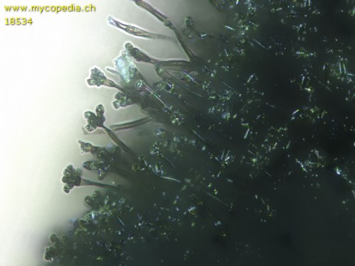 Chaetosphaerella phaeostroma - 