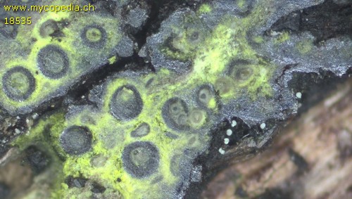 Chaetosphaerella phaeostroma - 