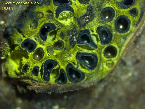 Chaetosphaerella phaeostroma - 