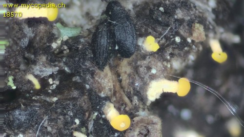 Eustilbum aureum - 