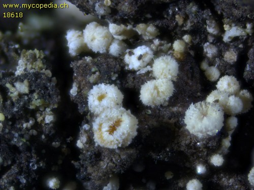 Lachnellula resinaria - 