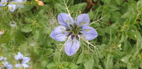 Nigella sativa - 