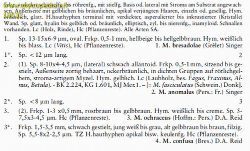 Merismodes anomala - 