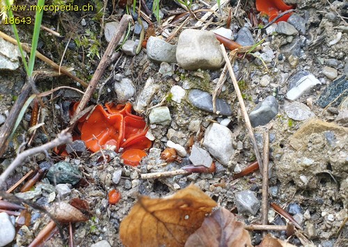 Melastiza cornubiensis - 
