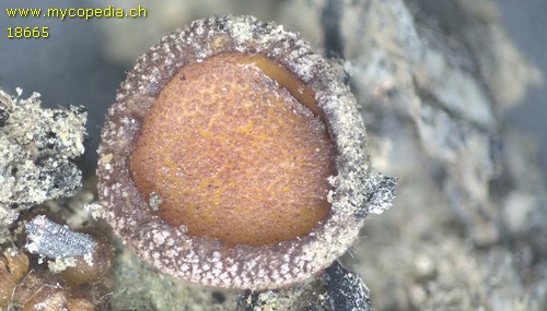 Ascobolus carbonarius - 