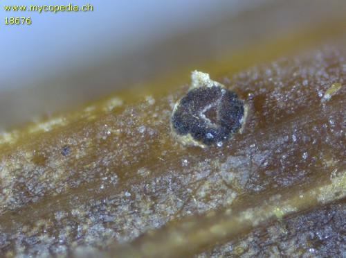 Mollisia juncina - 
