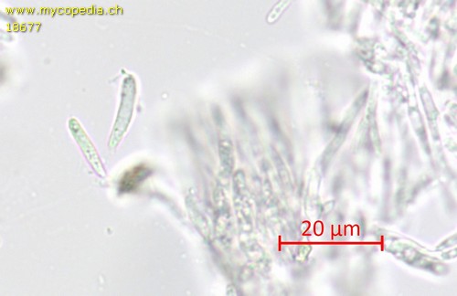 Mollisia juncina - 
