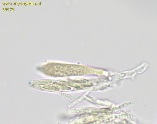 Mollisia juncina - 
