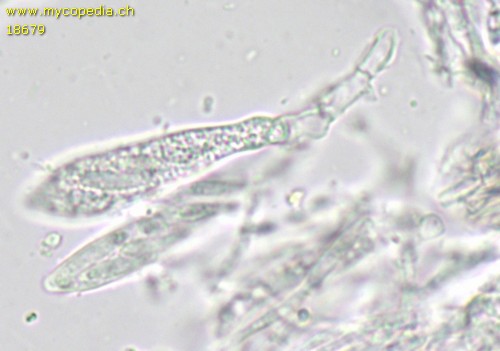 Mollisia juncina - 